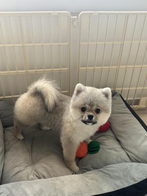 6개월 포메라니안 분양보내요