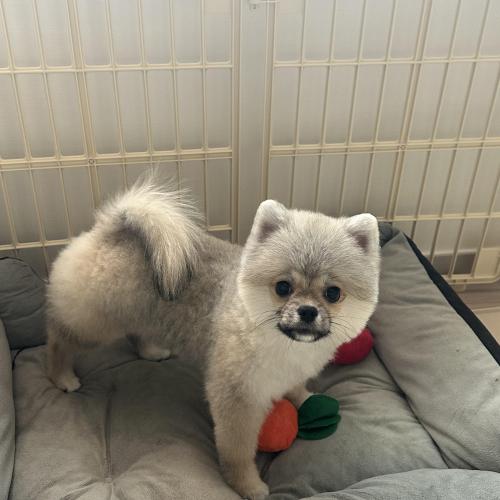 6개월 포메라니안 분양보내요