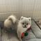 6개월 포메라니안 분양보내요