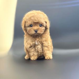 토이푸들 10만원