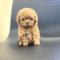 토이푸들 10만원