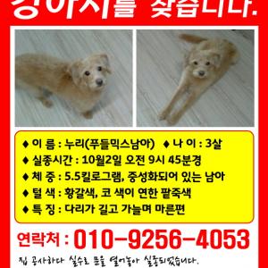 인천 믹스견 누리찾습니다.