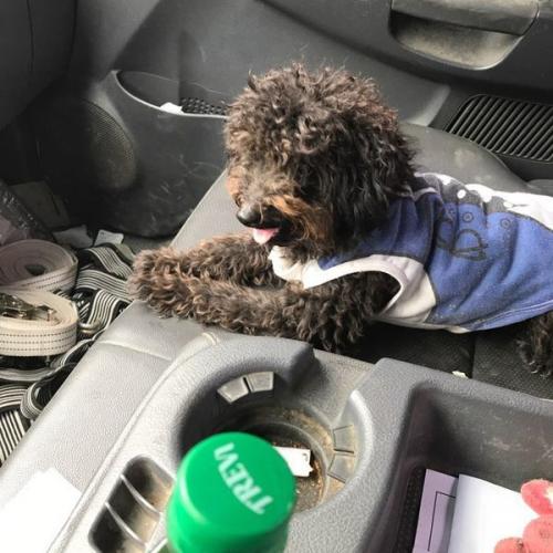 남양주시 블랙푸들 보호중이에요!!