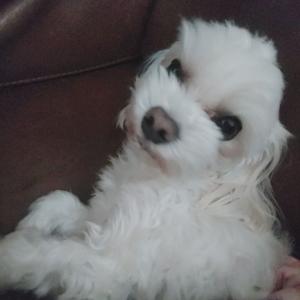 말티즈 찾습니다