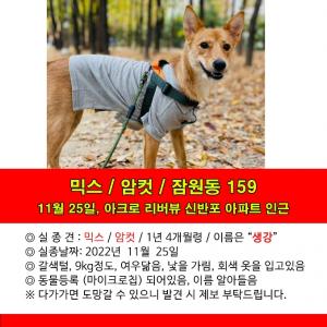 서울 잠원동 11월 25일 믹스견 찾습니다