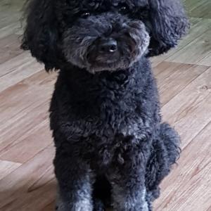 까만푸들 찾아요