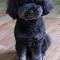 까만푸들 찾아요