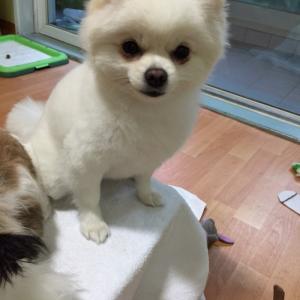 청주시 영운동에서 포메라이안 찾아주세요