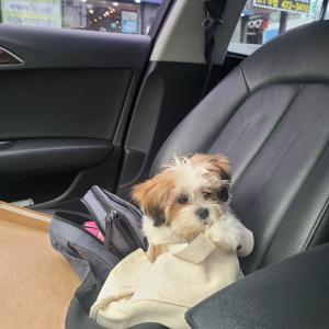 인천 남동구 구월동간석동 강아지찾습니다.