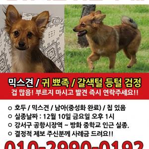 제발 호두(강아지)를 찾게 도와주세요. 사례합니다