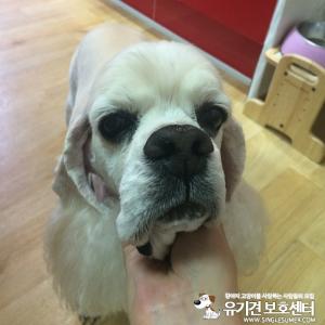 강원도 춘천시 남면 박암리 빠지일대 코카를 찾습니다