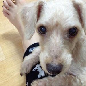 종로구 숭인동 강아지찾아요ㅠ