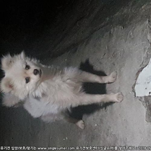 파주시 포메 혹은 폼피치 보호중