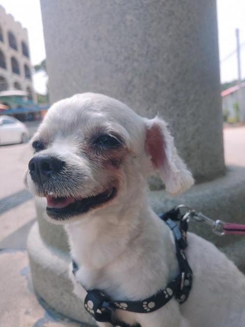 안면도 밧개해수욕장 인근 유기견 보호중입니다.