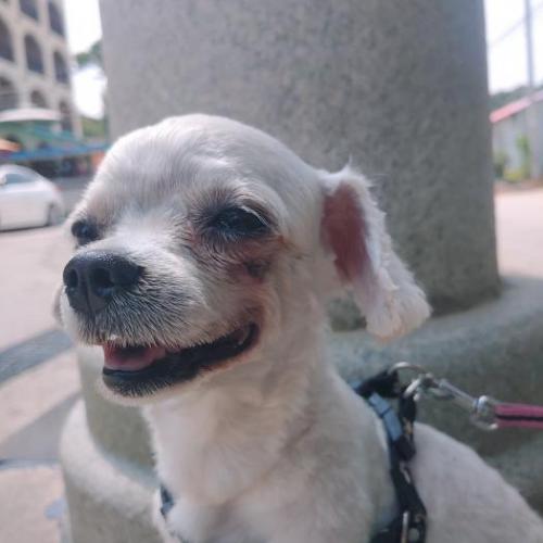 안면도 밧개해수욕장 인근 유기견 보호중입니다.