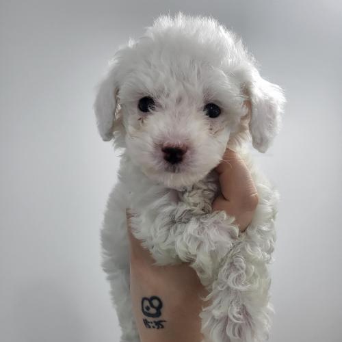 토이푸들 아가의 평생 가족이 되어주실분 찾아요