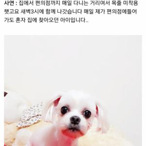 말티즈 여아 찾습니다