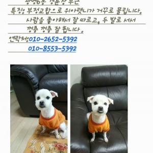 흰색말티즈 수컷 믹스견을 찾습니다