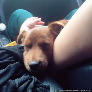 강아지를 찾습니다.