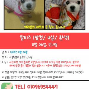 중랑구 신내동 달이를 찾아요 도와주세요