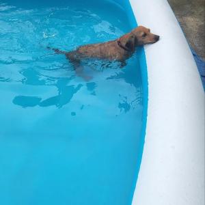 닥스훈트단모종갈색암컷찾습니다