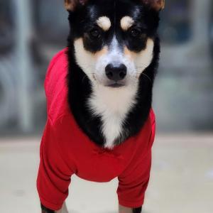 호두를 찾습니다