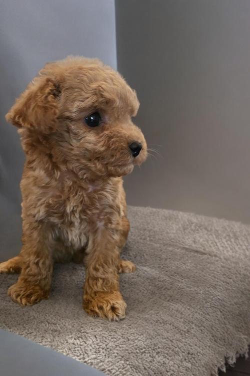 푸들 아기 가족 찾습니다