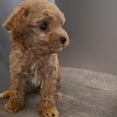 푸들 아기 가족 찾습니다