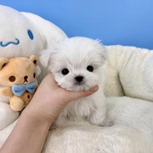 [50만원] 말티즈 세상에서 젤 이쁜 울 왕자님 가족 되어주실 분 찾아용♥