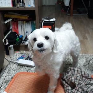 중랑구에서 잃어버린 말티즈를 찾습니다. 사례 30만원