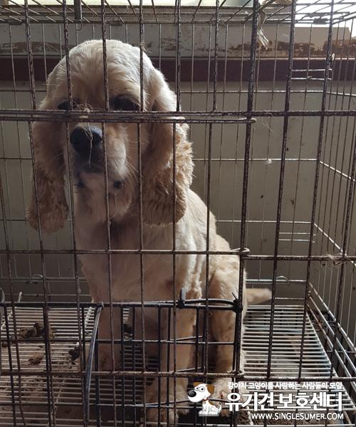 천안보호소에 있는 유기견 코카 여아 호스피스 가족분 모십니다.