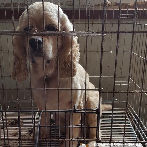 천안보호소에 있는 유기견 코카 여아 호스피스 가족분 모십니다.