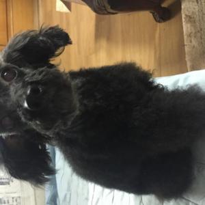 강아지를 애타게 찾고 있습니다, 블랙푸들