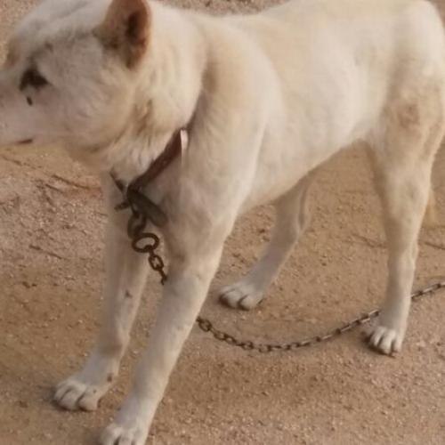 고양시 대자동에서 진도견 발견했어요.