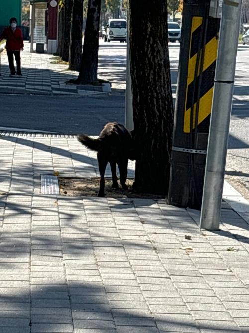 광양- 중대형견 강아지를 보았습니다