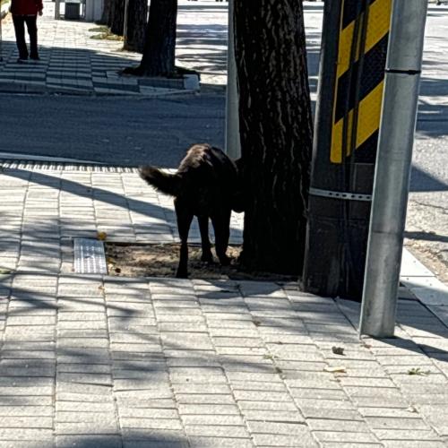 광양- 중대형견 강아지를 보았습니다