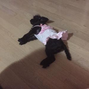 인천 서구 검암동에서 잃어버린 강아지 찾습니다