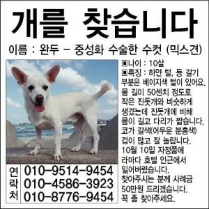 제주 라마다호텔인근에서 잃어버린 개를 찾습니다