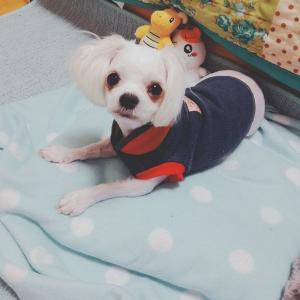 사하구 장림동 말티즈 주인 찾아요