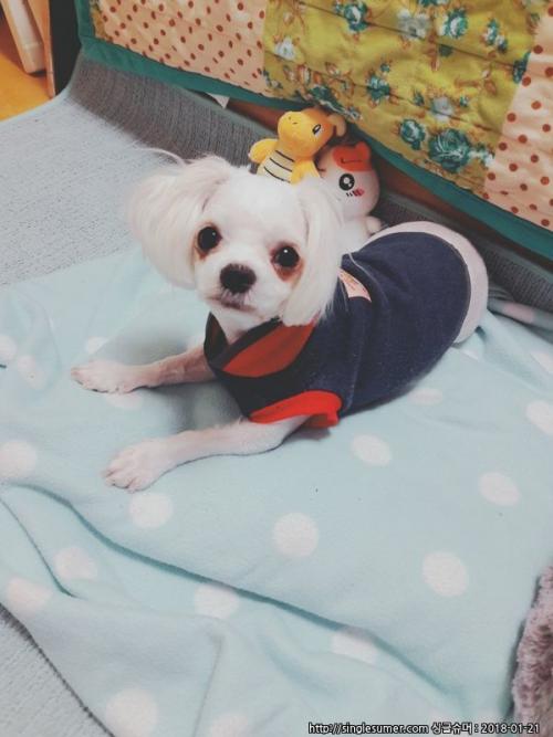 사하구 장림동 말티즈 주인 찾아요