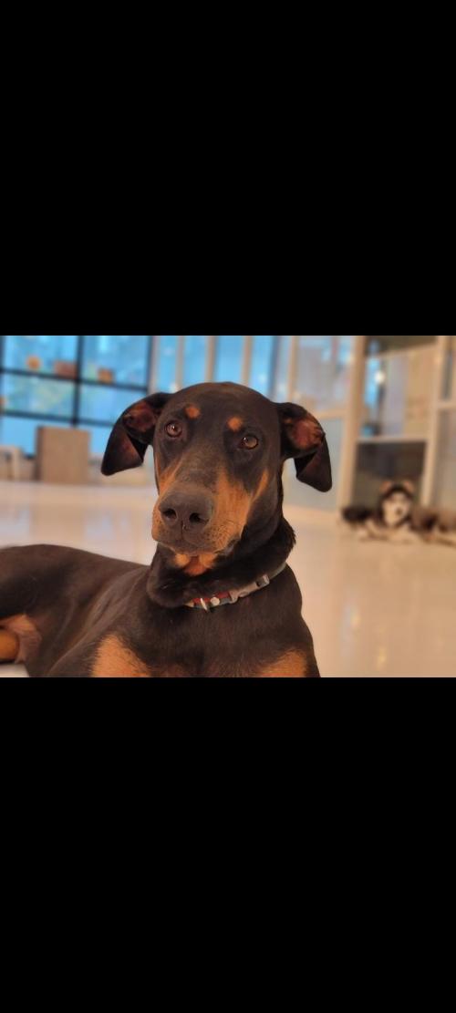 도베르만콜라찾아요