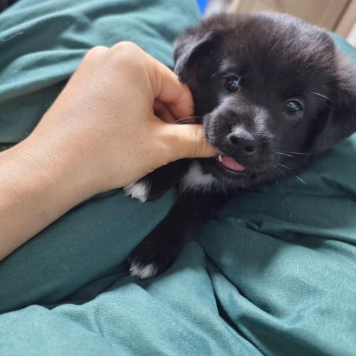 시골강아지 분양합니다