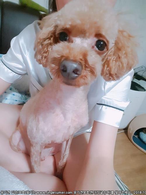 푸들 주인찾습니다