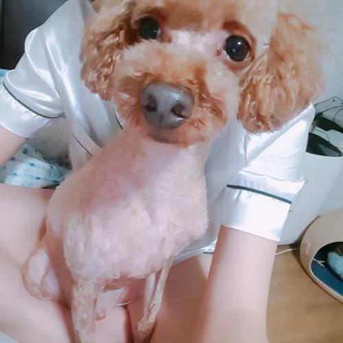 푸들 주인찾습니다