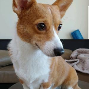 화성시 사릅재길 웰시코기 찾습니다