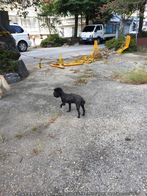 광주 북구 평화맨션 블랙푸들 보호중이에요