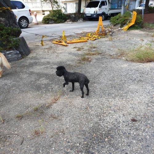 광주 북구 평화맨션 블랙푸들 보호중이에요