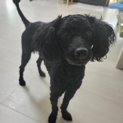 2살된 블랙푸들 입양합니다