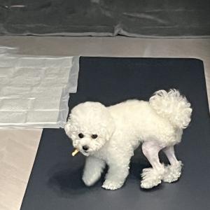 우리 가을이 좀 찾아주세요....ㅠㅠ