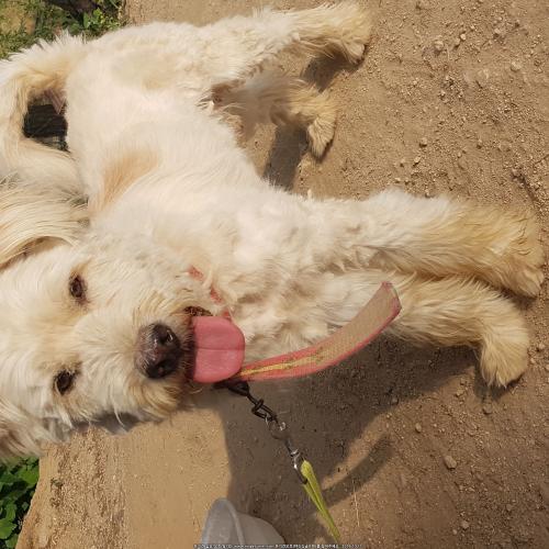 순종 삽삽개 분양합니다